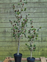 Lade das Bild in den Galerie-Viewer, Künstlicher Zedernbaum, 60 cm