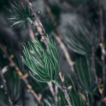 Lade das Bild in den Galerie-Viewer, House Doctor künstlicher Lärchenzweig "Larch", 97 cm