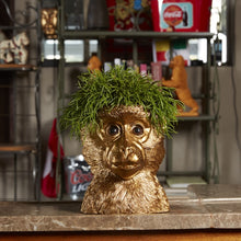 Lade das Bild in den Galerie-Viewer, Goldener Affenkopf "Bruce" als Übertopf für eine Grünpflanze.