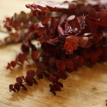 Lade das Bild in den Galerie-Viewer, Detail von den Blättern vom getrockneten roten Eukalyptus.