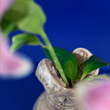 Lade das Bild in den Galerie-Viewer, Donkey Products Vase "Hungry Hippo", 42 cm
