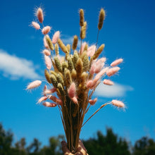 Lade das Bild in den Galerie-Viewer, Samtgras rosa, getrocknet
