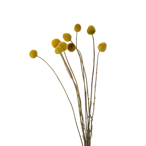 Ein Bund getrocknete Trommelstöckchen in gelb. Die Trockenblume Craspedia hat eine runde gelbe Blüte.